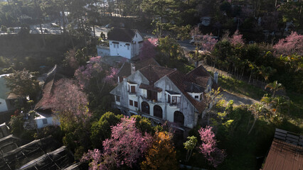 Aerial View  of an ancient French villa with blooming pink cherry blossoms, Dalat, Vietnam