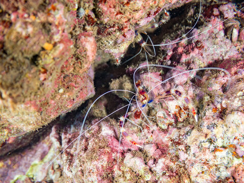 オトヒメエビ, オトヒメエビ科,
Banded coral shrimp, Barber-pole shrimp, Stenopus hispidus,
他。
ヒリゾ浜南伊豆町中木
静岡県伊豆半島-2025
日本有数のシュノーケリングスポット。
夏の数カ月間だけ渡し船で行ける。
水質透明度魚影が素晴らしい。
