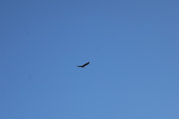 Fototapeta premium A solitary bird soars gracefully against a clear blue sky, wings outstretched in flight