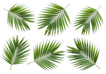 Obraz premium Collection of tropical palm leaves in varying arrangements on transparent background