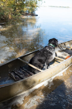 Dog sitting in canoe contemplating lake water