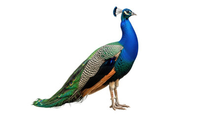 Obraz premium Elegant peacock PNG isolated on transparent background, vibrant blue and green plumage with intricate feather details, exotic bird for design projects