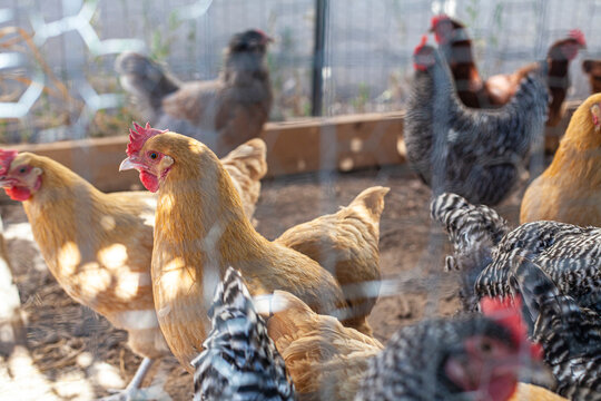 Chickens in a coop wandering around