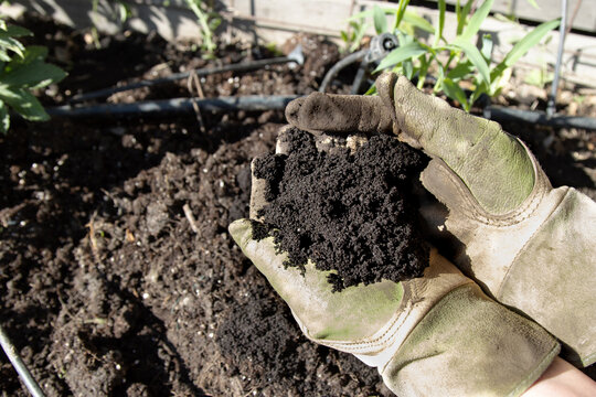 Handful of worm castings ready for soil enrichment