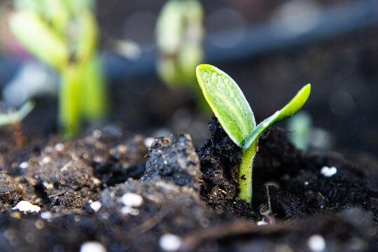 Bean sprout emerging from soil in early morning light