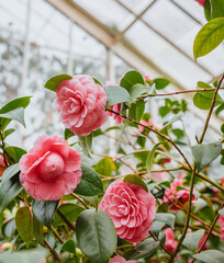 Fototapeta premium Pink Camellis Climbin Greenhouse Windows