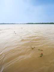 Scattered Red Roses Floating Serene in Murky River Water