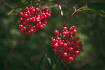 Obraz premium Ripe clusters of Red elderberries against the background.