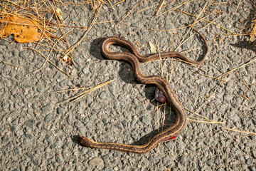 Fototapeta premium The lifeless body of a common garter snake hit by a vehicle