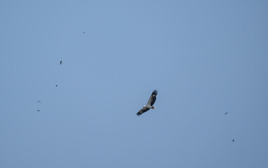Obraz premium A close-up of a white-bellied sea eagle searching for food in the wild in Thailand