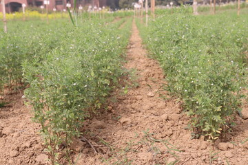 lentils plant on farm for harvest © Cavan