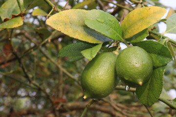 Lemon with flower on tree in farm