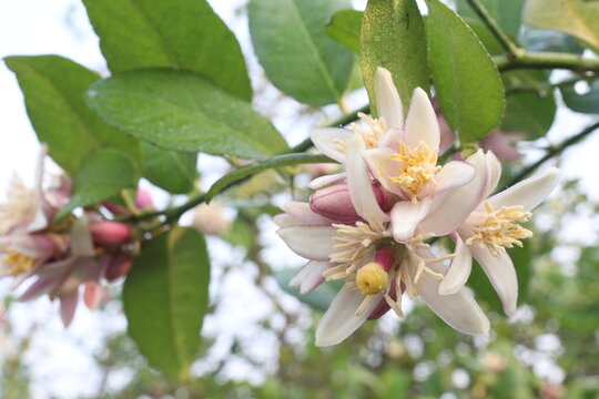 Lemon flower on tree in farm