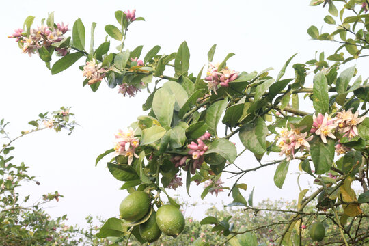 Lemon with flower on tree in farm