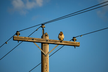 high voltage power lines with hawk