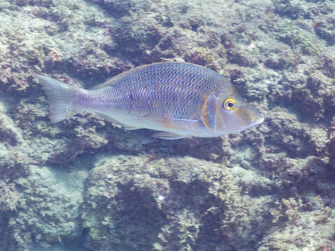 ハマフエフキ, フエフキダイ科,
Spangled emperor, Lethrinus nebulosus,
幼魚yg , 他。
ヒリゾ浜南伊豆町中木
静岡県伊豆半島-2025
日本有数のシュノーケリングスポット。
夏の数カ月間だけ渡し船で行ける。
水質透明度魚影が素晴らしい。
