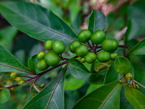 Clusters of green ranti/leunca berries on a branch with broad leaves, fresh in a tropical setting. A wild edible plant often used as traditional raw vegetables.