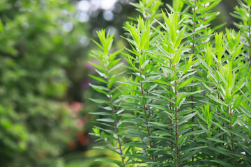 Vibrant Greenery: Lush, Sunlit Foliage Plant in a Serene Nature Garden Setting