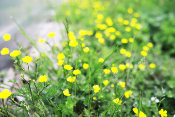 Fototapeta premium Spring bloom. The first flowers against the background of green spring.