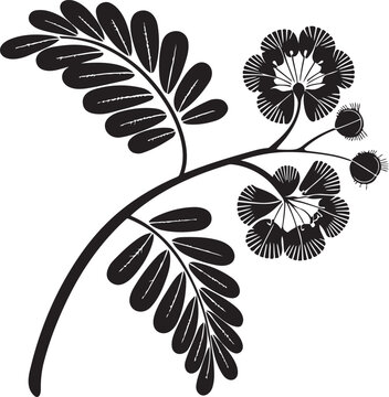Stylized Black Silhouette of a Mimosa or Silk Tree Branch isolated white background