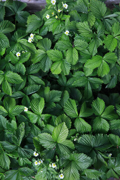 Dense leaves of blooming strawberry