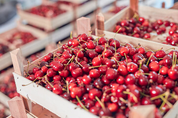 Fresh red sweet cherries in wooden crates prepared for sale on a market.
