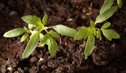Two small green plants are growing in the dirt