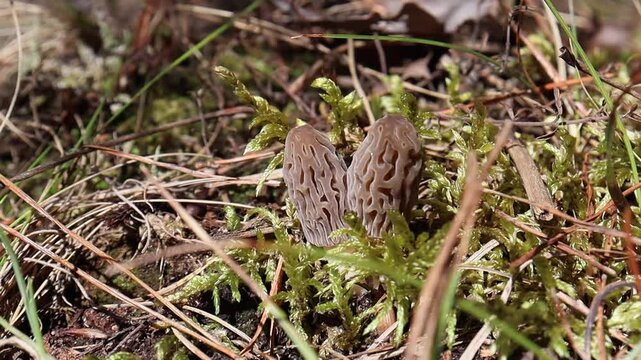 Morel picking in the forest.
Morels are a delicacy. They grow in the forest in spring. The mushroom is brown. Morels, mushrooms in the forest.
A mushroom picker uses a knife to cut off the hollow 
