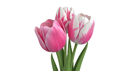Fototapeta premium Three Pink and White Striped Tulips