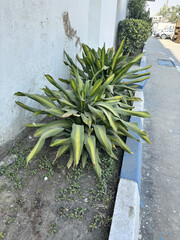 green grass in the garden