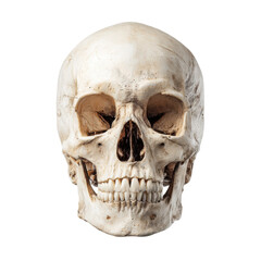 Human skull displayed on a plain background, showing details of the bone structure and teeth during a study or educational setting