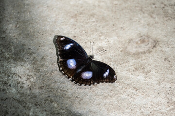 A close-up of a tropical butterfly searching for nectar in its natural habitat in Thailand