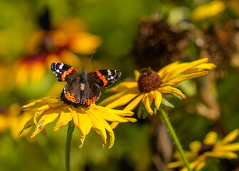 Spring motif, butterfly on yellow blooming sunflowers in the garden