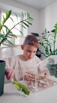 Curious boy opens an acrylic aquarium and feeds a stick insect with lettuce using tweezers. STEM education, insect observation, science experiment and learning through play at home.