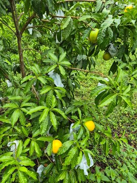 Pouteria caimito fruit on tree in farm for sell are cash crops. Abiu fruit possesses antimicrobial, antifungal, antiviral, anticancer, analgesic, antipyretic, and anti-inflammatory properties
