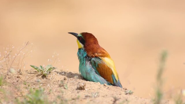 European Bee-Eater Merops apiaster sitting near breeding colony. Wildlife scene of Nature in Northern Poland - Europe, summer time