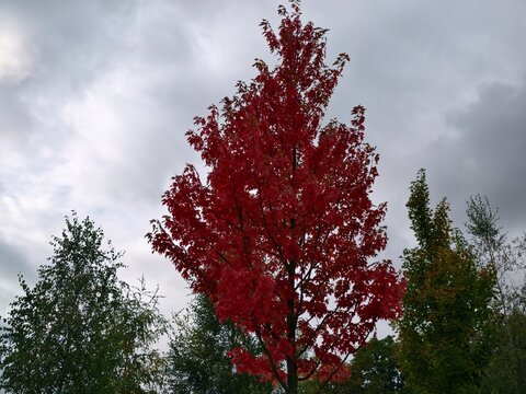 crimson leaves and cloudy sky, dramatic autumn landscape with vibrant foliage and brooding clouds