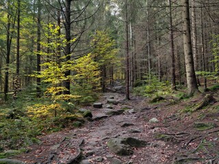 scenic forest hike, challenging woodland path adventure, winding forest trail with roots and stones © Nataliia