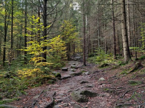 scenic forest hike, challenging woodland path adventure, winding forest trail with roots and stones