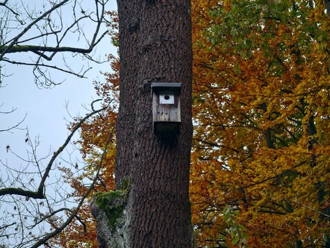 birdhouse on tree, secluded bird nesting enclosure mounted on tree trunk among colorful autumn