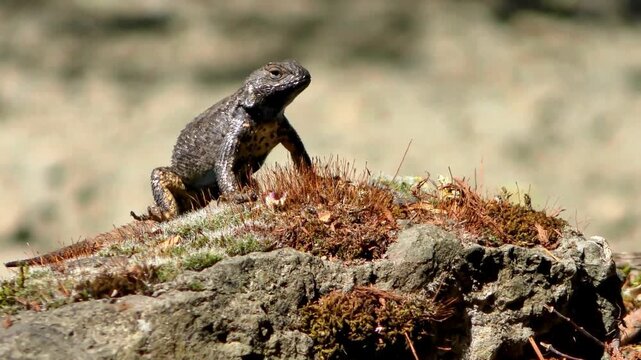 Common Lizard Standing On A Mossy Rock