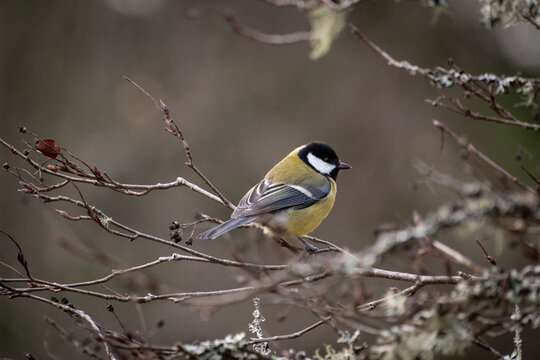 Great tit bird in winter