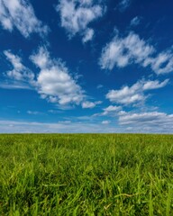 Fototapeta premium Green grass field under blue sky with white clouds, a lush mowed lawn for landscaping services and outdoor advertising background with natural bright sunlight