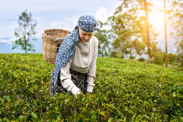 Happy woman Traveler in Traditional Costume with Woven Basket at Tea Plantation Picking Tea Leaves in Nuwara Eliya, Sri Lanka.