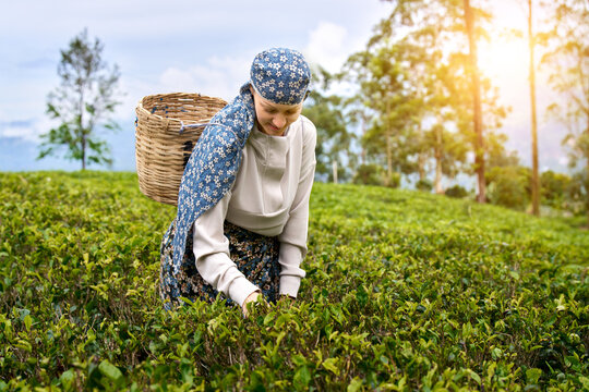 Happy woman Traveler in Traditional Costume with Woven Basket at Tea Plantation Picking Tea Leaves in Nuwara Eliya, Sri Lanka.