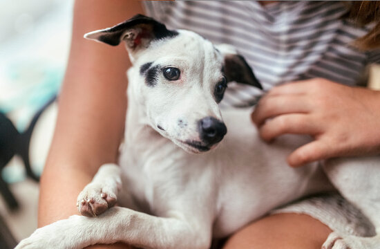 Portrait of puppy on girl's lap