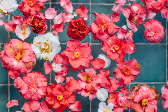 Vibrant Camellia Flowers Floating on Water