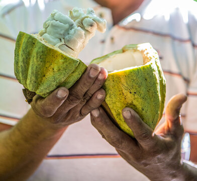 Cocoa farming in rural Mexico