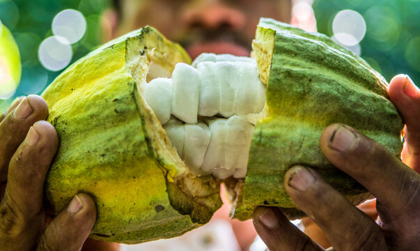 Cocoa farming in rural Mexico