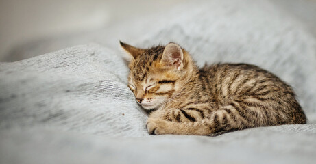 Cute little, gray kittens together in a basket on a plain background © ketrin